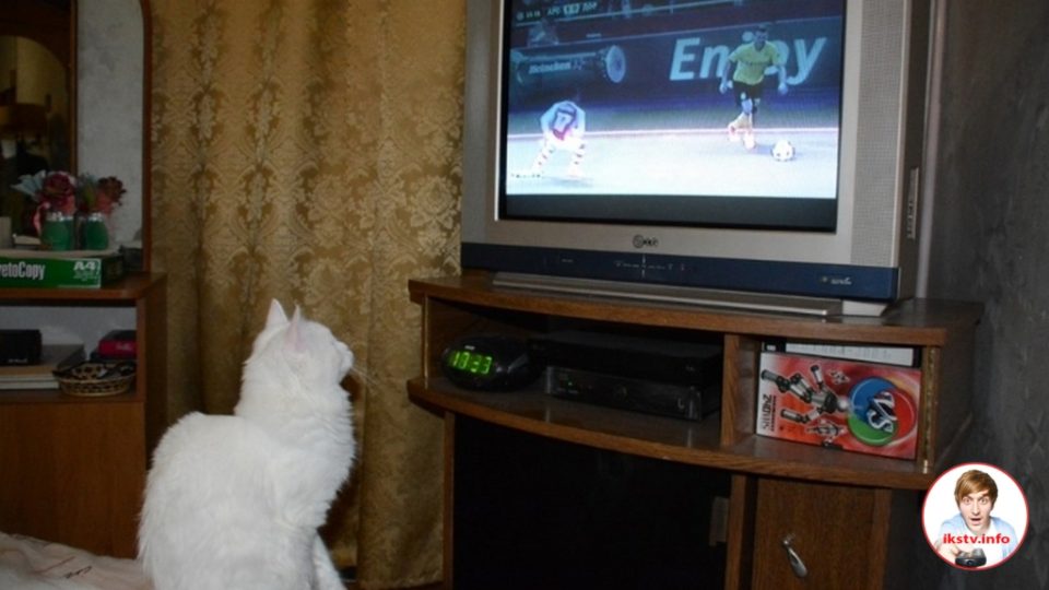Кошки любят смотреть телевизор, потому что они - охотники
