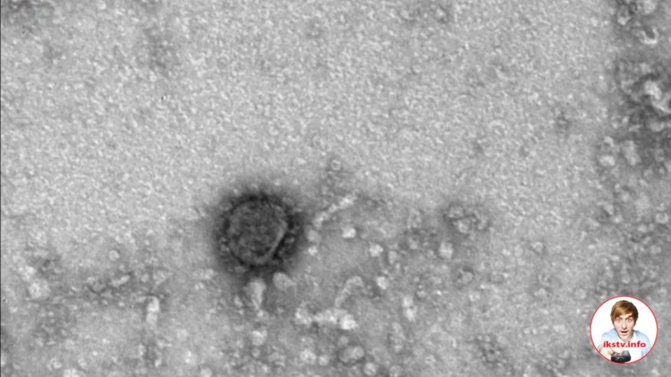 100 нанометров заразы: телеканал "Звезда" показал "лицо" коронавируса